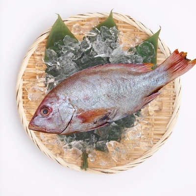 Ikan Kakap Merah Fresh